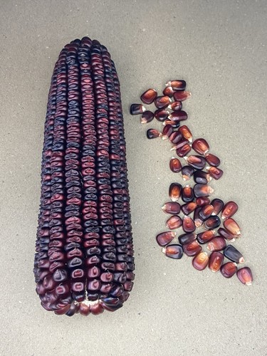 Bloody butcher corn seeds - bloody,