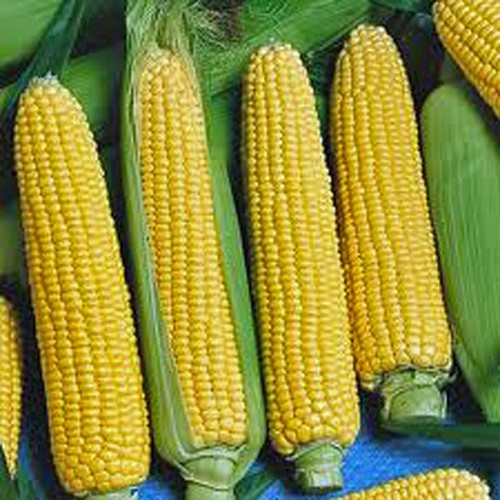 Corn golden beauty heirloom - corn,,