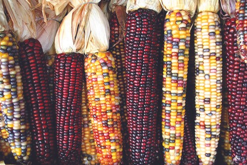 Indian ornamental corn seeds - indian,