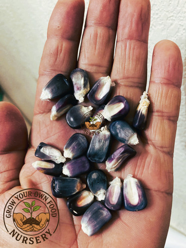 Open pollinated heirloom - open, pollinated,heirloom
