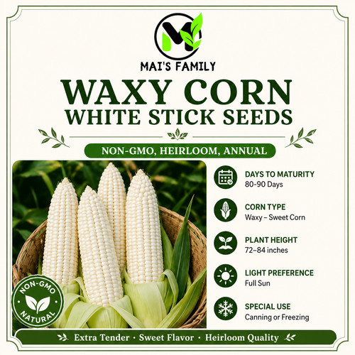 Waxy corn seeds bap - corn, sticky