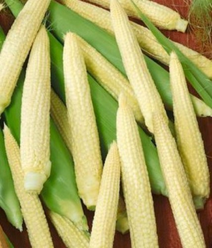 Japanese hulless corn seed - hulless, 10