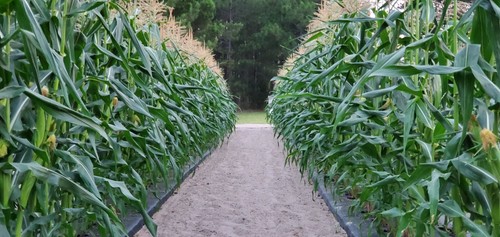 Pound - 1/4, seed)