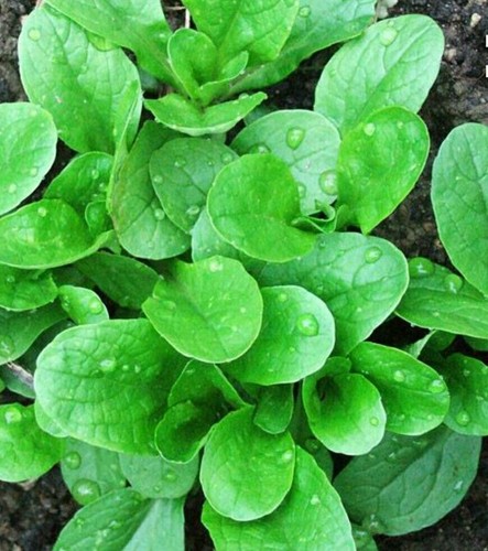 500 corn salad mache - corn, mache,