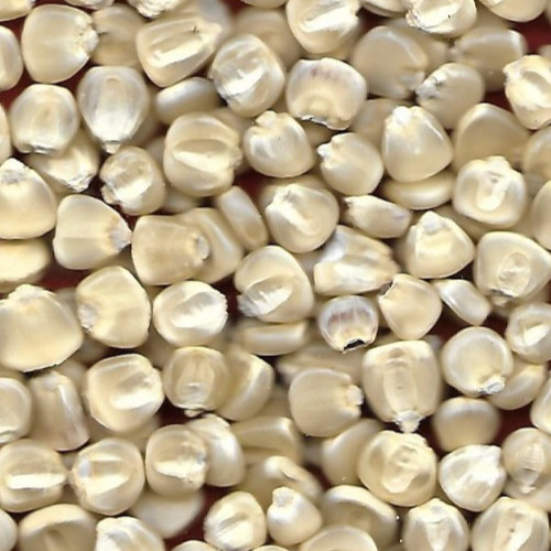 Hickory king white - king, corn